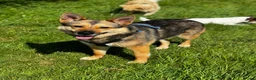 German Shepherd dogs for adoption: Sweet Kinga looking for LOVE  in Salisbury - Advert 2