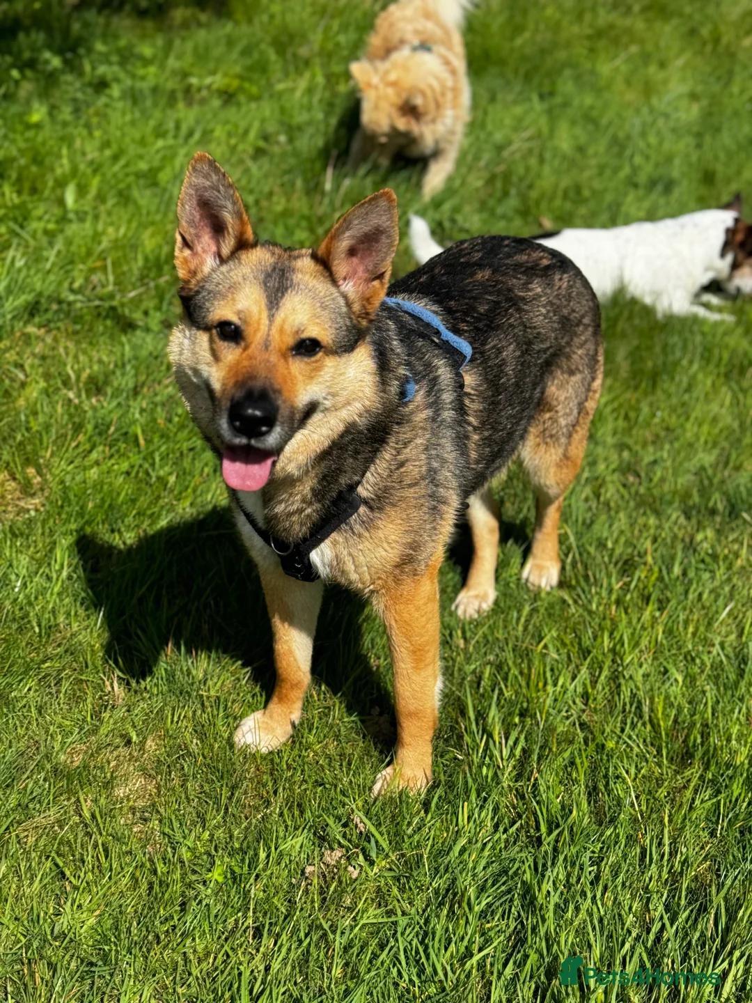 German Shepherd dogs for adoption: Sweet Kinga looking for LOVE  in Salisbury - Advert 2