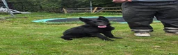 German Shepherd dogs for sale: Elite DDR / Czech Working Line GSD Pups in Ashton-under-Lyne - Advert 21