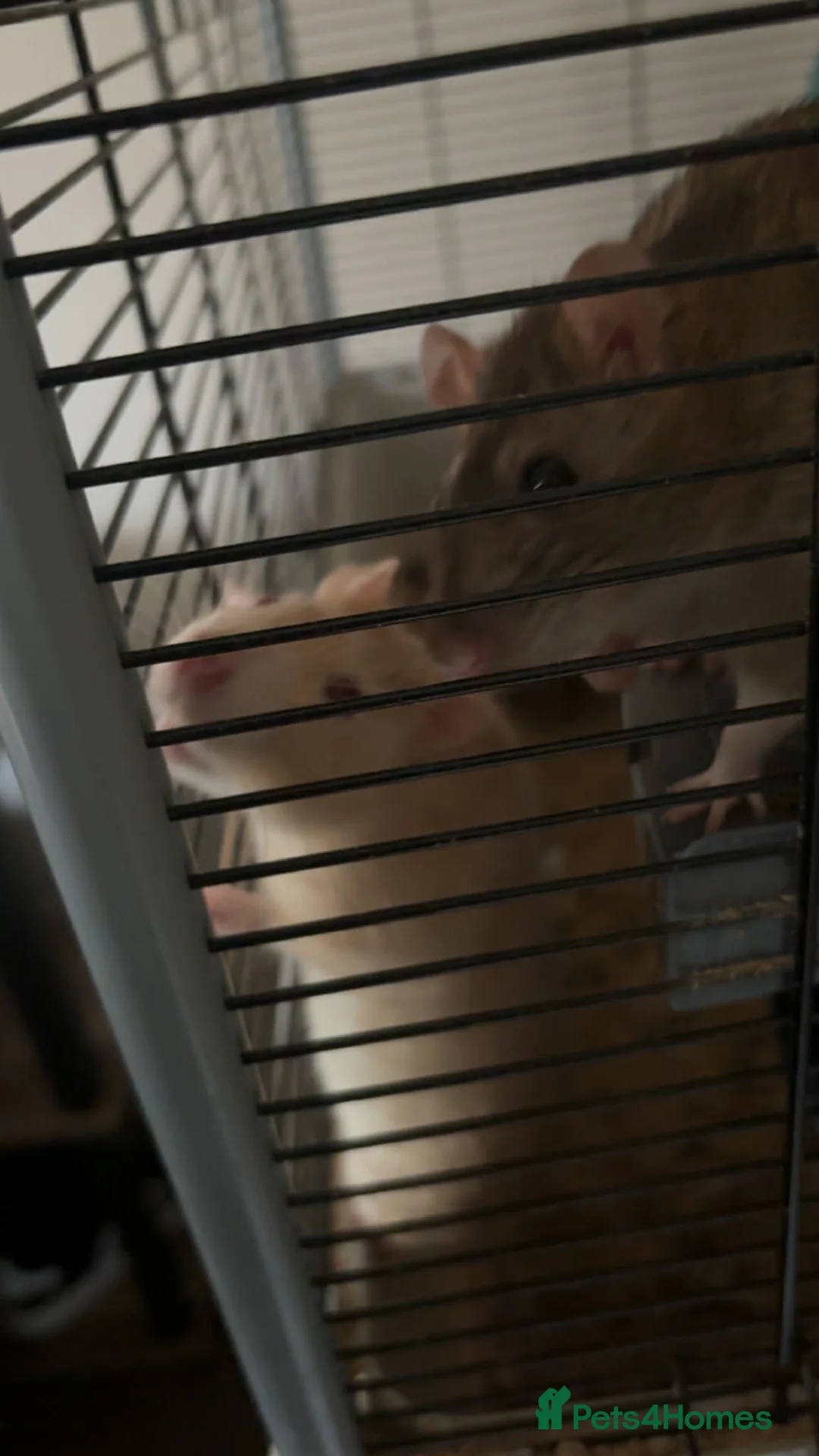 Rat rodents for sale: 2x Male Rats  in Morecambe - Advert 3