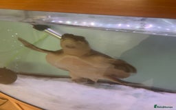 Turtle reptiles for sale: Fly river turtle need gone moving out - Image 4