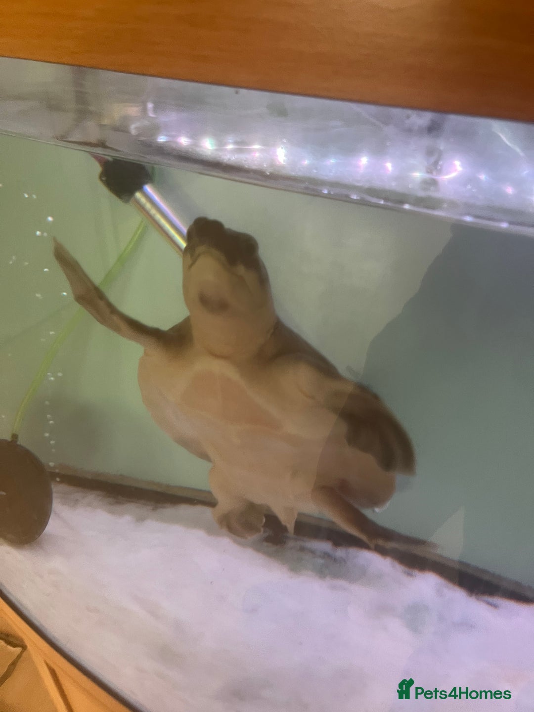 Turtle reptiles for sale: Fly river turtle need gone moving out - Image 4