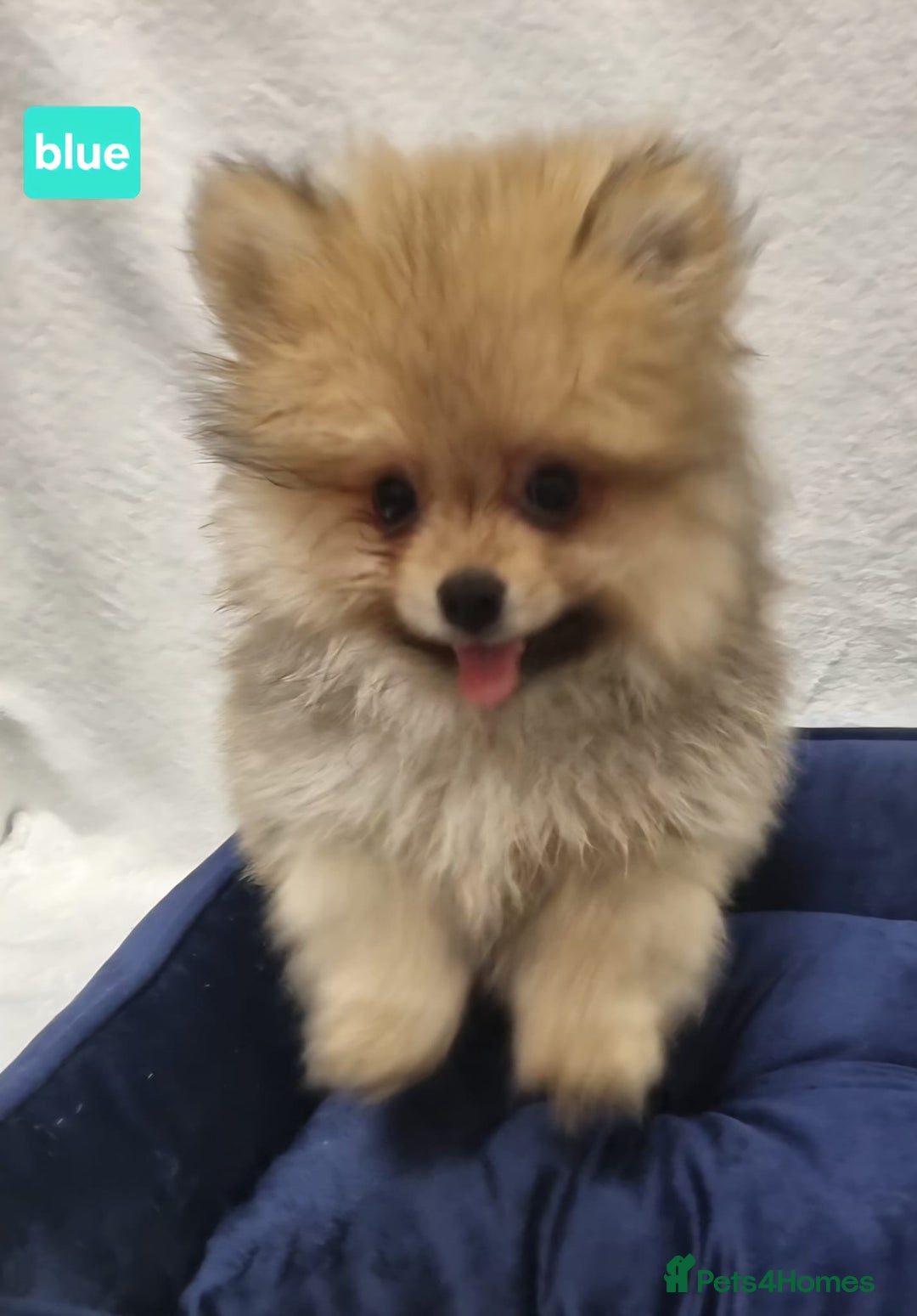 Pomeranian dogs for sale: Pomeranian Puppy 5   (RED)  - Pomeranian  - Image 22