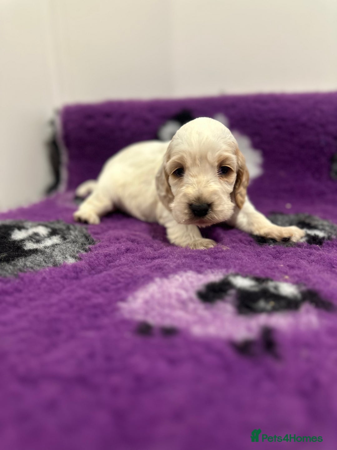 Cocker Spaniel dogs for sale: 4 Show Type Cocker Spaniel Puppy’s 🐶 - Advert 3