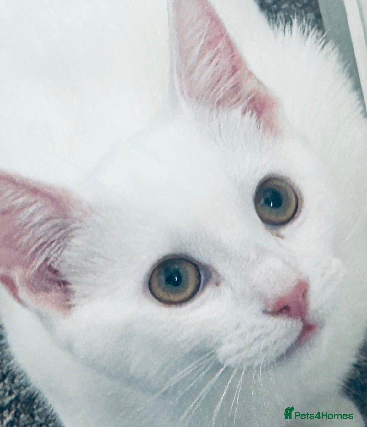 Mixed Breed cats WHITE GIRL KITTEN LEFT £120 - Advert 14