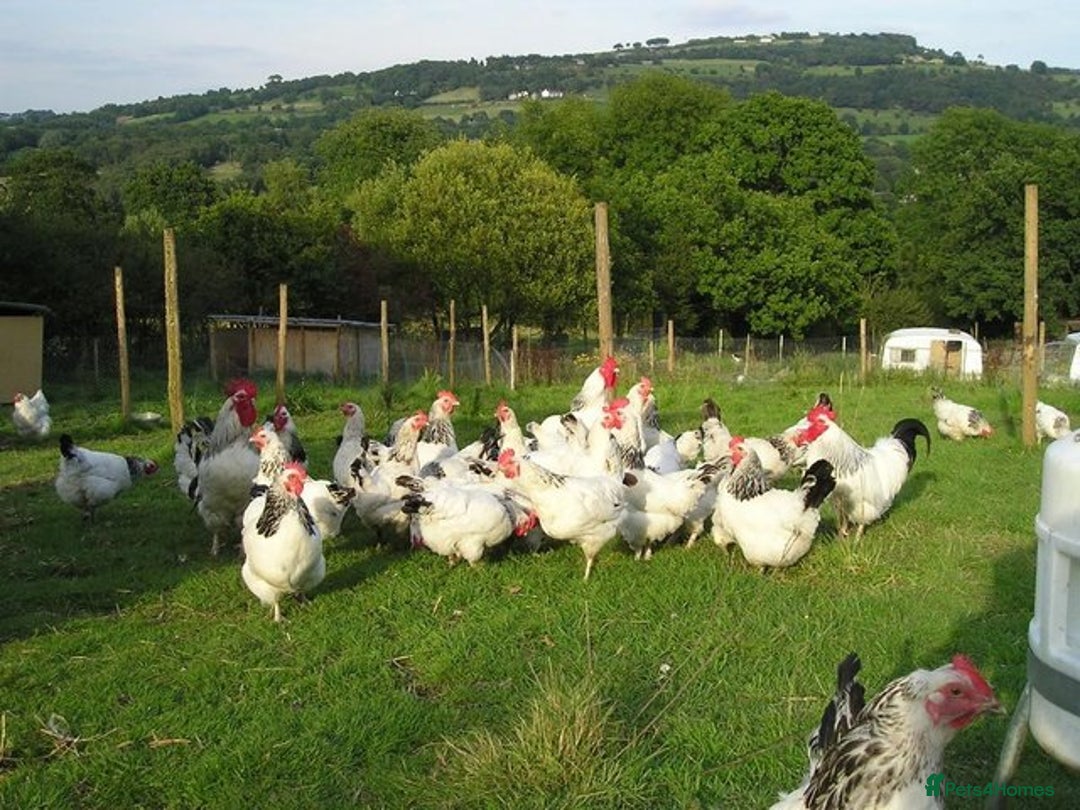 Chickens poultry for sale: Point of lay chicken for sale  - Advert 3