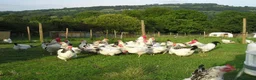Chickens poultry for sale: Point of lay chicken for sale  - Advert 3