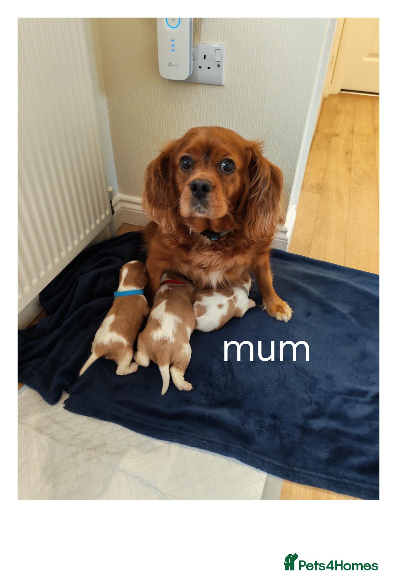 Cavalier King Charles Spaniel dogs Health tested kc reg Cavaliers - Advert 24