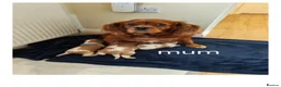 Cavalier King Charles Spaniel dogs for sale: Health tested kc reg Cavaliers - Advert 1