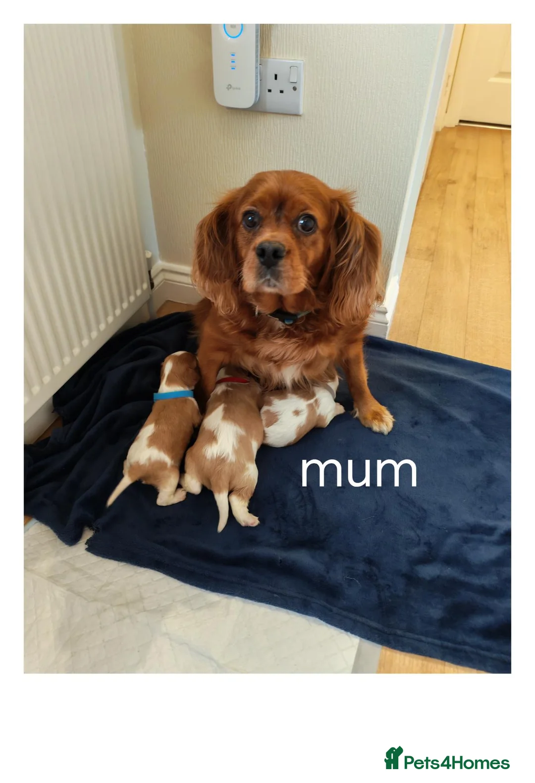Cavalier King Charles Spaniel dogs for sale: Health tested kc reg Cavaliers - Advert 1