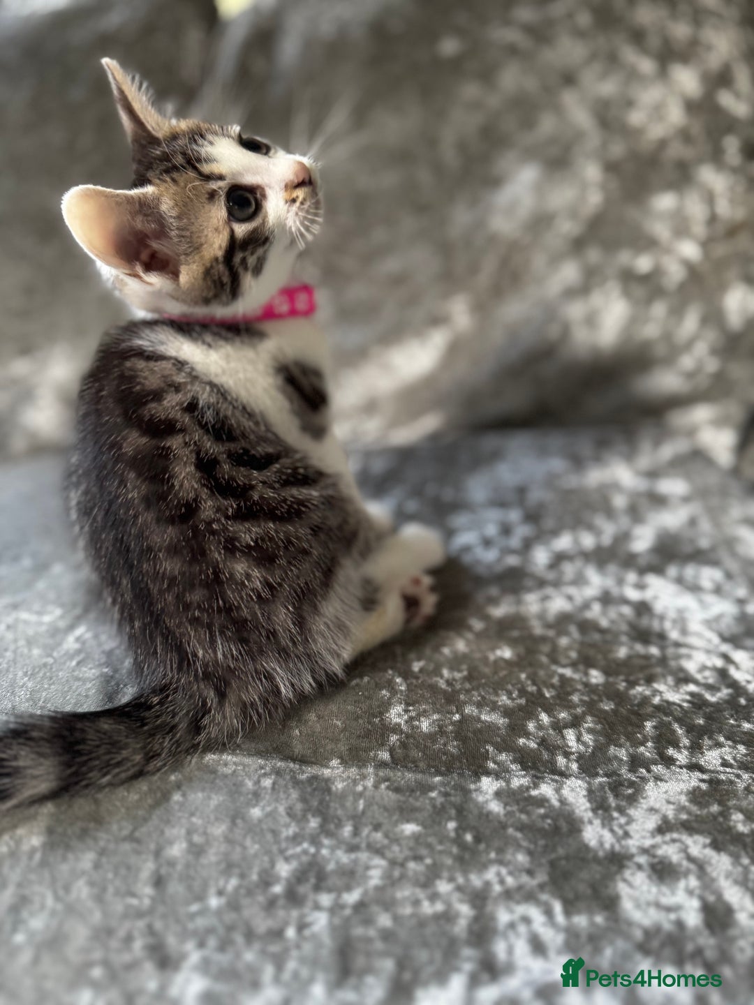 British Shorthair cats for sale: ✨🍑 PEACH & PISTACHIO 💚✨ - Image 6