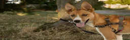 Mixed Breed dogs for sale: Willow - 7 months old in London - Advert 2