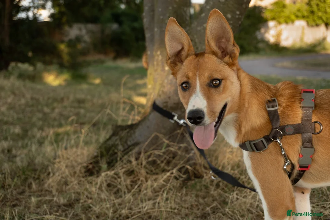 Mixed Breed dogs for sale: Willow - 7 months old in London - Advert 2