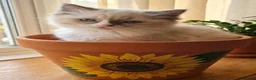 Ragdoll cats for sale: Beautiful Ragdoll kittens - Advert 9