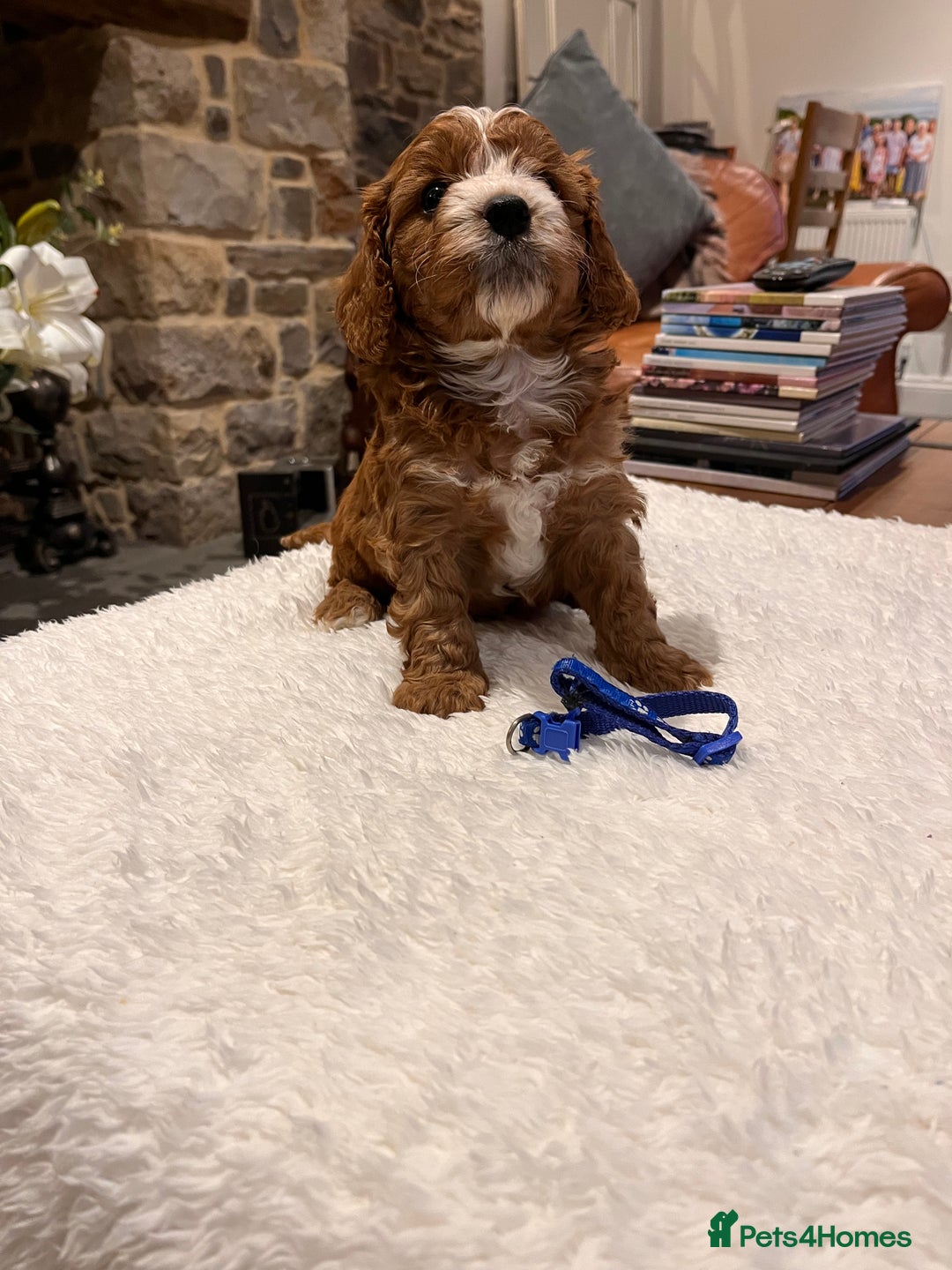 Cavapoo dogs for sale: Stunning litter of F1 Cavapoo puppies - Advert 3