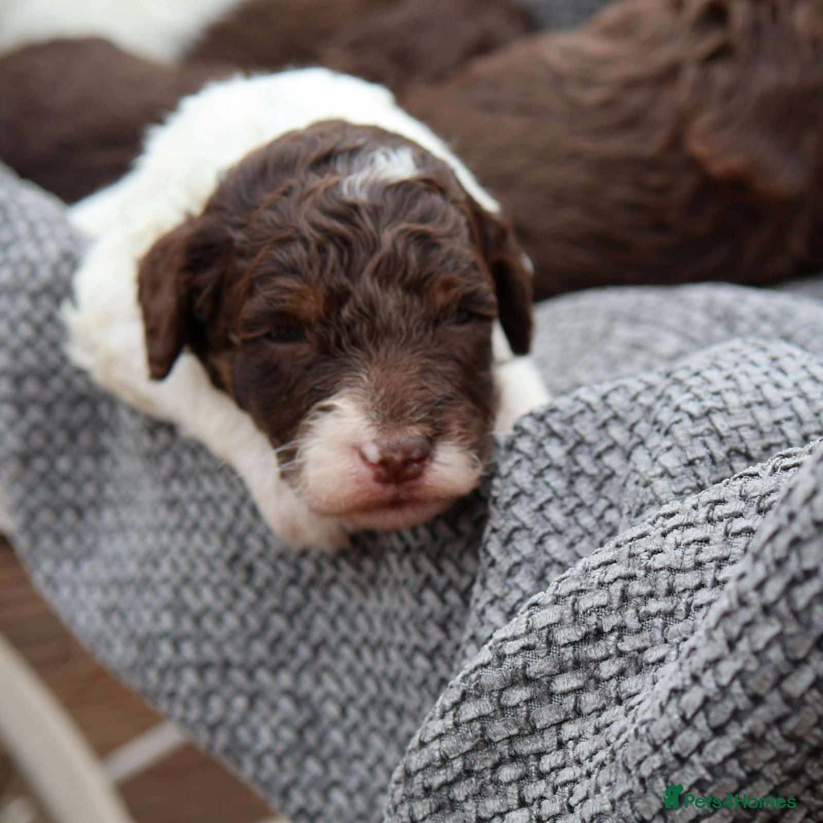 Labradoodle dogs ✨️Solstice Babies , Ready 4 Homes Late August✨️  - Advert 1