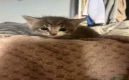 Mixed Breed cats for sale: Beautiful grey kittens - Image 24