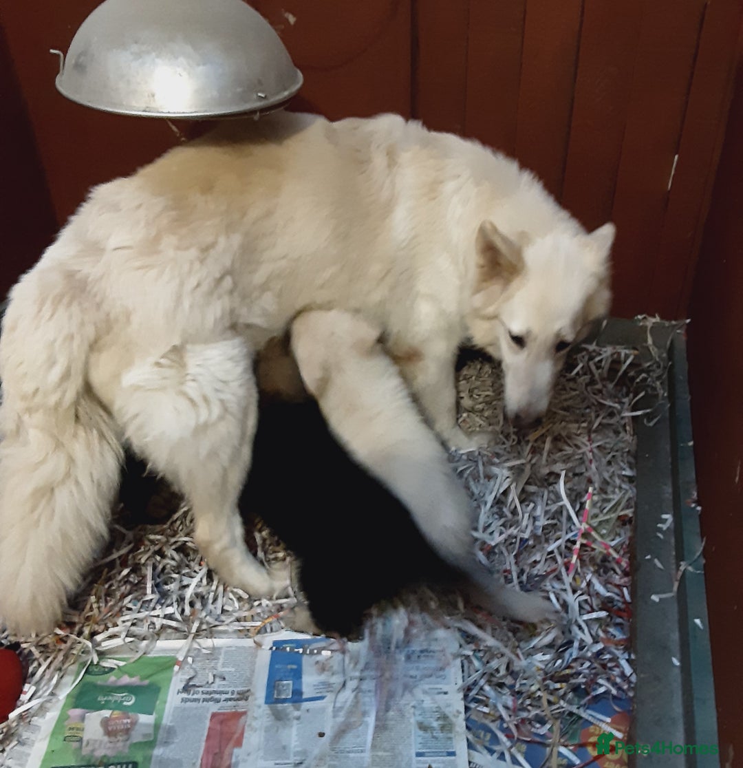 German Shepherd dogs for sale: Long haired German Shepherd pups - Advert 2