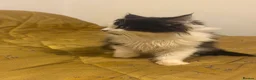 British Longhair cats for sale: Beautiful Long Haired Kitten for sale - Advert 13
