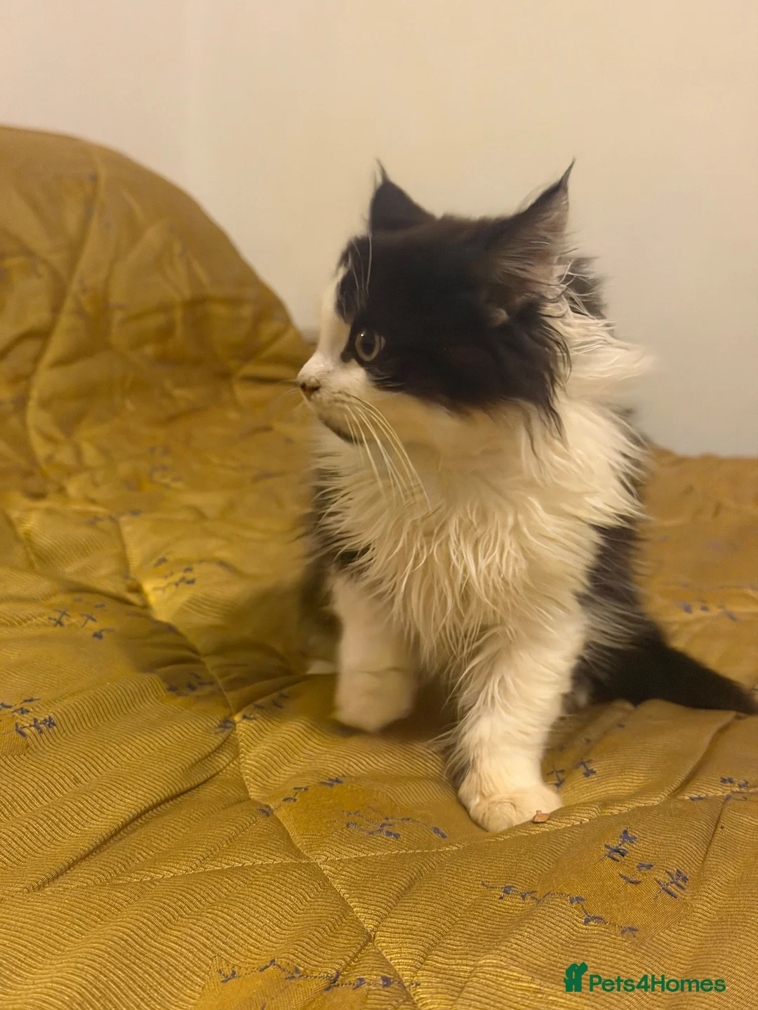 British Longhair cats for sale: Beautiful Long Haired Kitten for sale - Advert 13