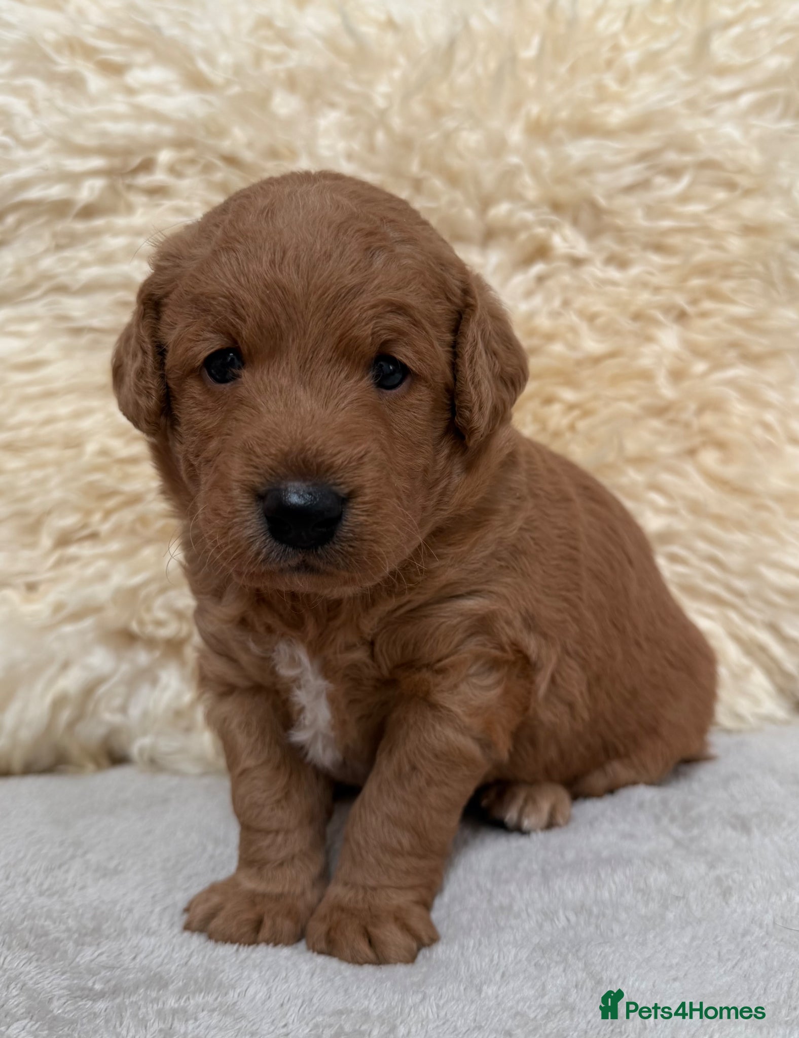 Labradoodle dogs for sale: Fabulous F1 labradoodles  - Advert 5