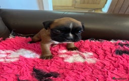 Boxer dogs for sale: Boxer puppies from Health Tested Parents  - Image 9