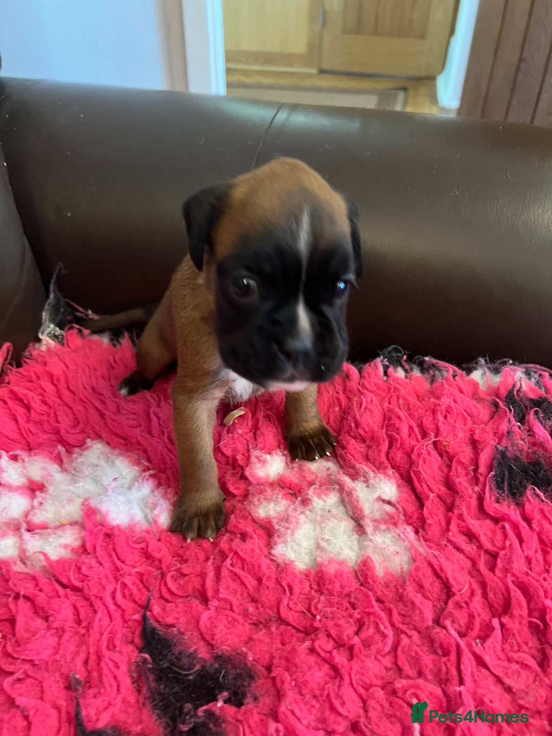 Boxer dogs for sale: Boxer puppies from Health Tested Parents  - Image 9