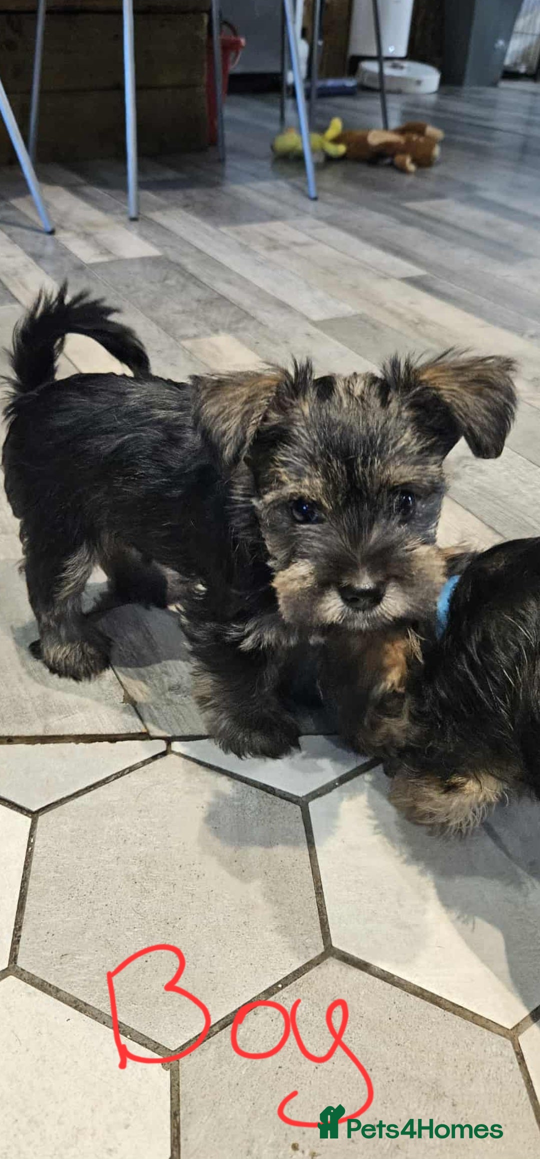 Mixed Breed dogs for sale: Mini Schnaucer/YorkshireTerrier Biewar - Image 8