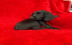 Cocker Spaniel dogs for sale: Working cocker spaniel puppies - Only 3x pups left - Image 25