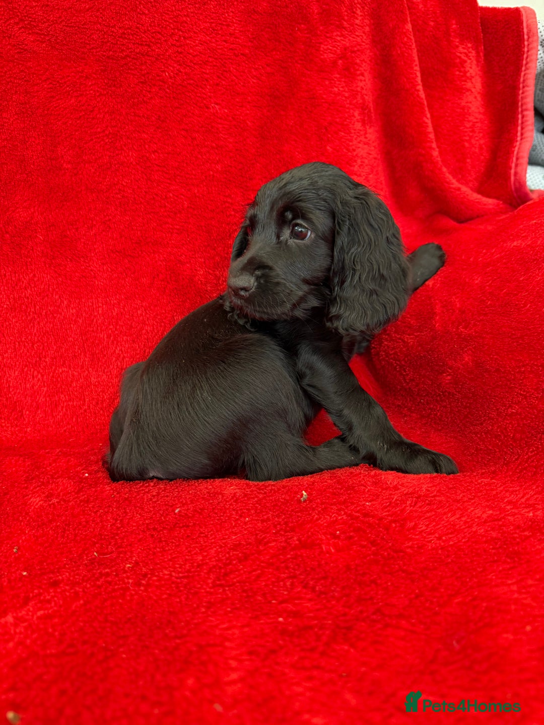 Cocker Spaniel dogs for sale: Working cocker spaniel puppies - Only 3x pups left - Image 25