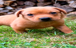 Labrador Retriever dogs for sale: Fox Red Labrador Bitch - Image 2