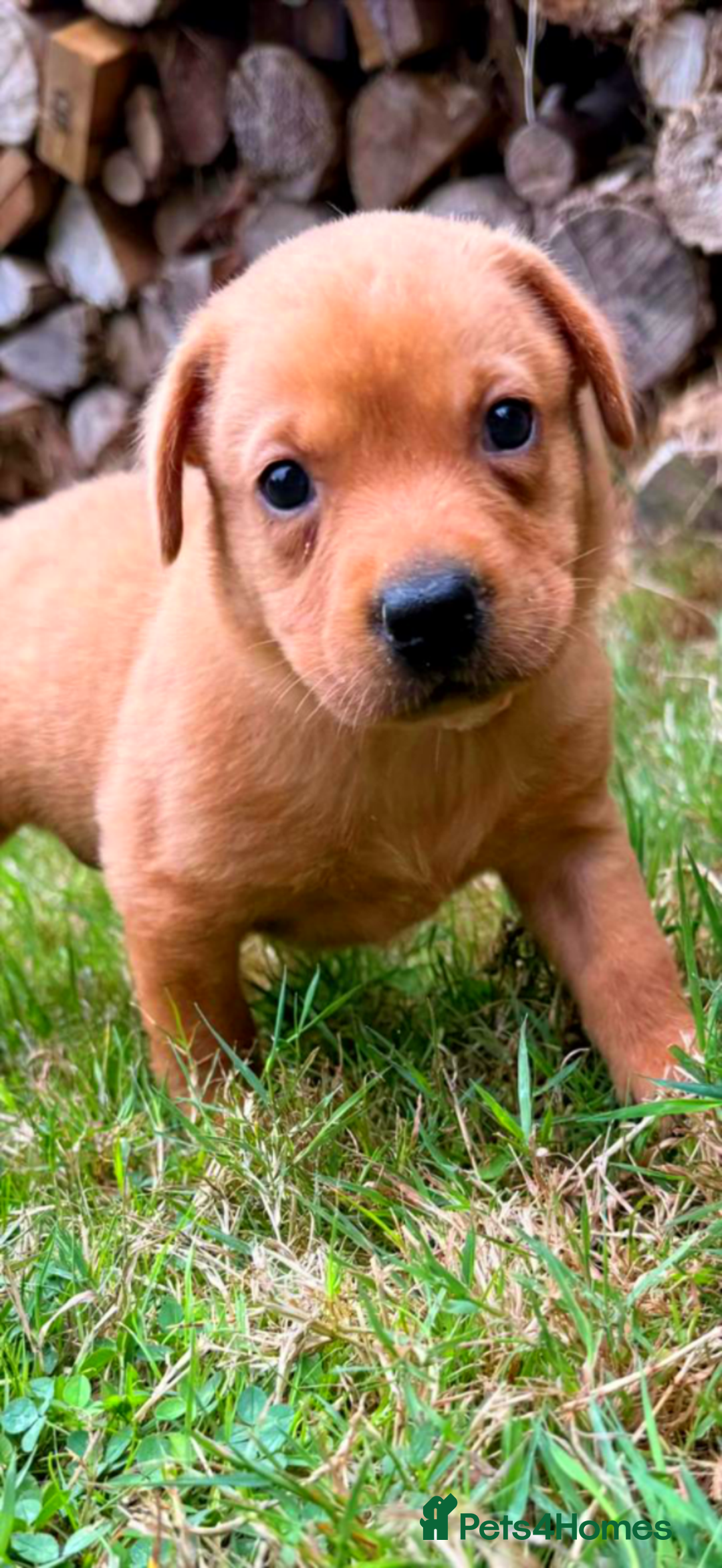 Labrador Retriever dogs for sale: Fox Red Labrador Bitch - Image 2