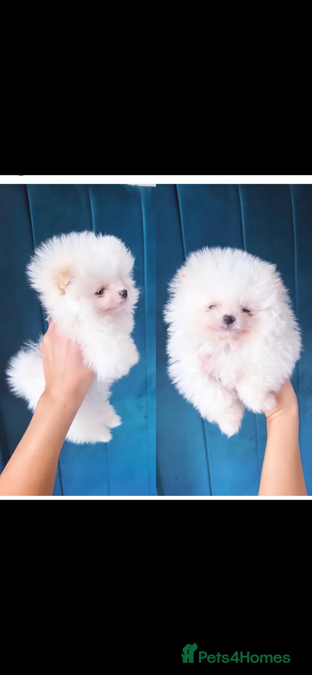 Pomeranian dogs for stud: TeddyBear Pomeranian for STUD - Advert 5