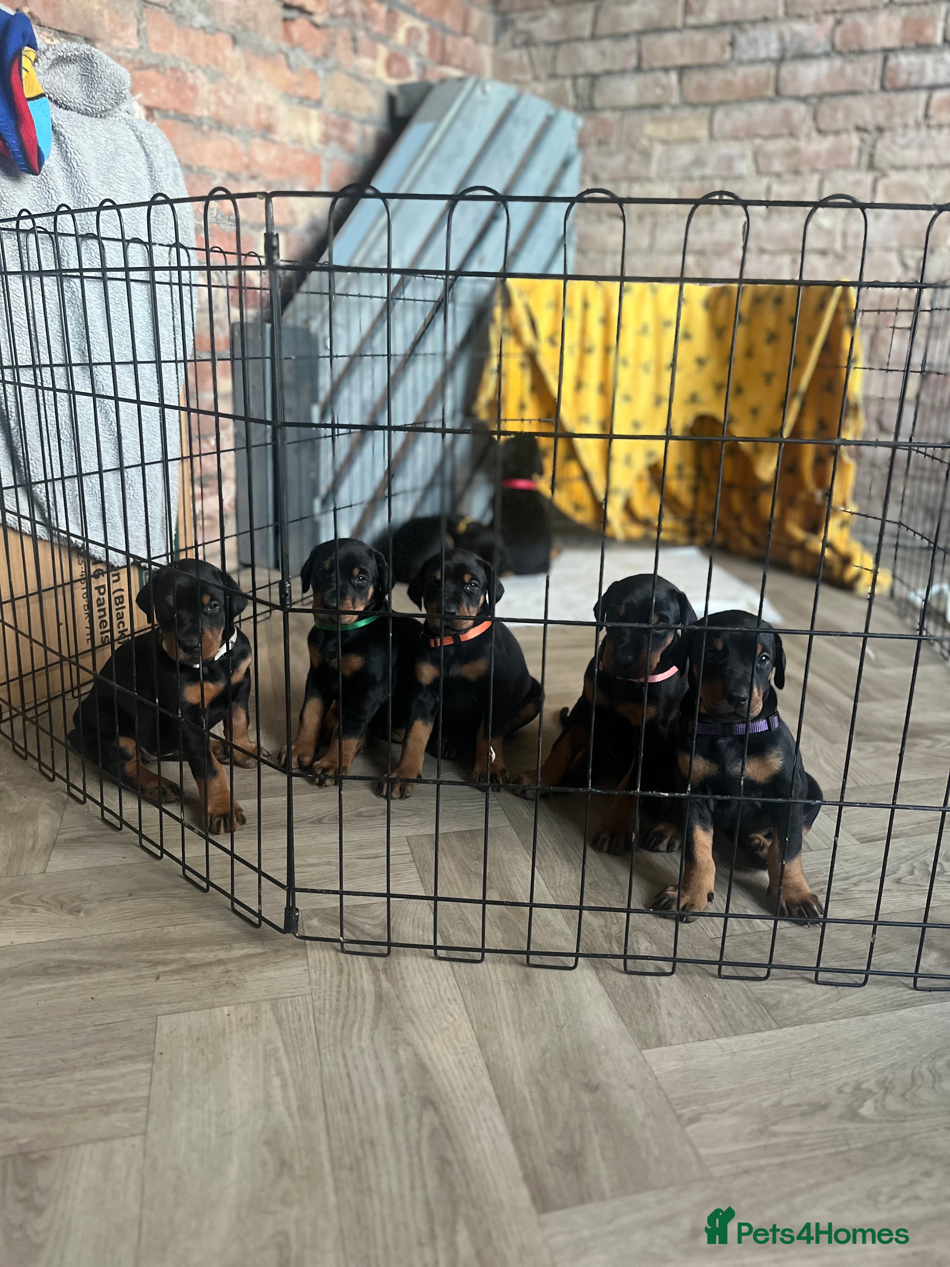 Dobermann dogs 🏆Supreme Dobermanns - Where Excellence Begins 🏆 - Advert 1