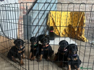 Dobermann dogs 🏆Supreme Dobermanns - Where Excellence Begins 🏆 - Advert 4