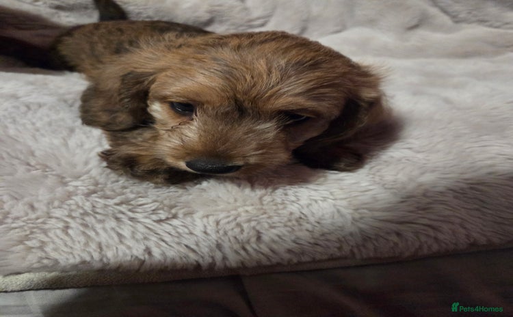 Doxiepoo dogs - Advert 5