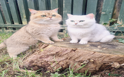British Shorthair cats for sale: Beautiful Pure British shorthair kittens - Image 13
