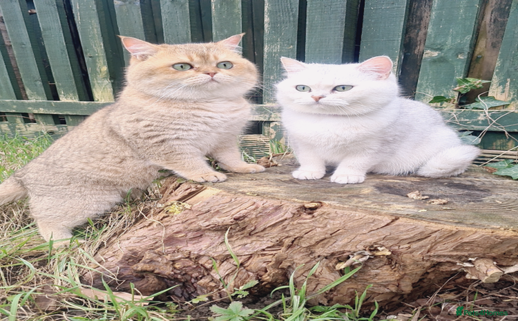 British Shorthair cats Beautiful Pure British shorthair kittens - Advert 4