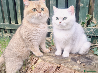 British Shorthair cats Beautiful Pure British shorthair kittens - Advert 1