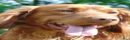 Cocker Spaniel dogs for stud: Working Cocker.DNA clear FN,PRA,AMS,PP.Dorset - Advert 6
