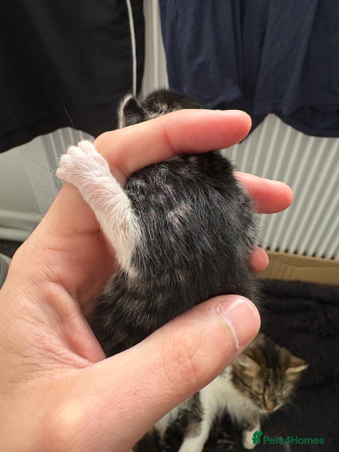 Mixed Breed cats for sale: Looking for their forever home! - Image 3