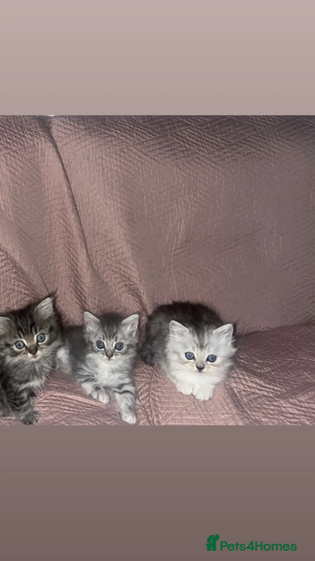 British Longhair cats for sale: British long hair kittens  - Advert 4