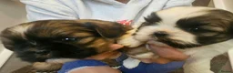 Shih Tzu dogs for sale: Shih Tzu puppys - Advert 6