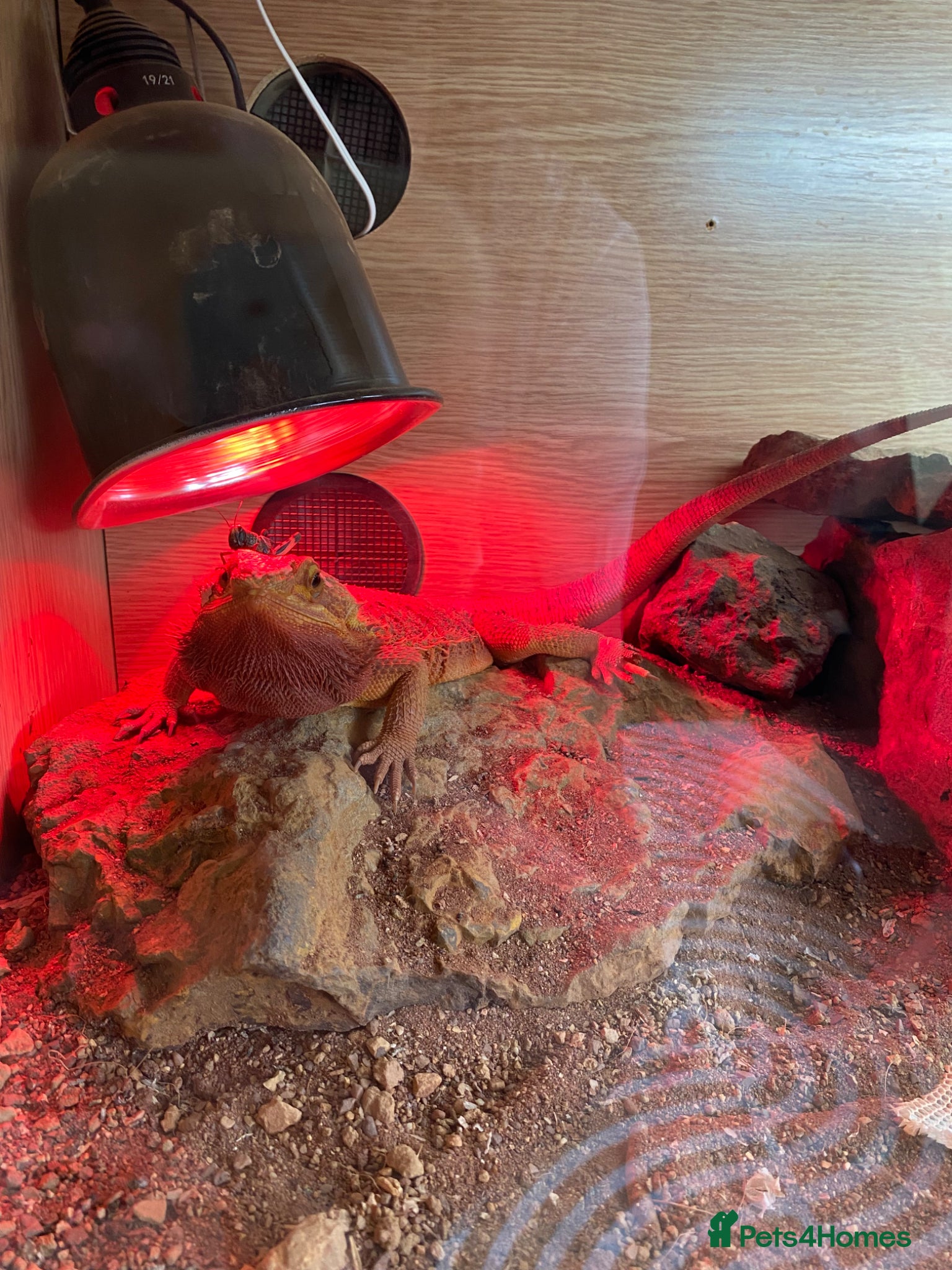 Bearded Dragon reptiles Make bearded dragon for sale - Advert 1