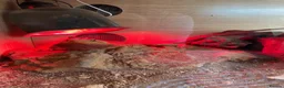 Bearded Dragon reptiles for sale: Make bearded dragon for sale in Aylesbury - Advert 1