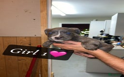 Mixed Breed dogs for sale: Cane Corso x Pocket Bully - Image 19