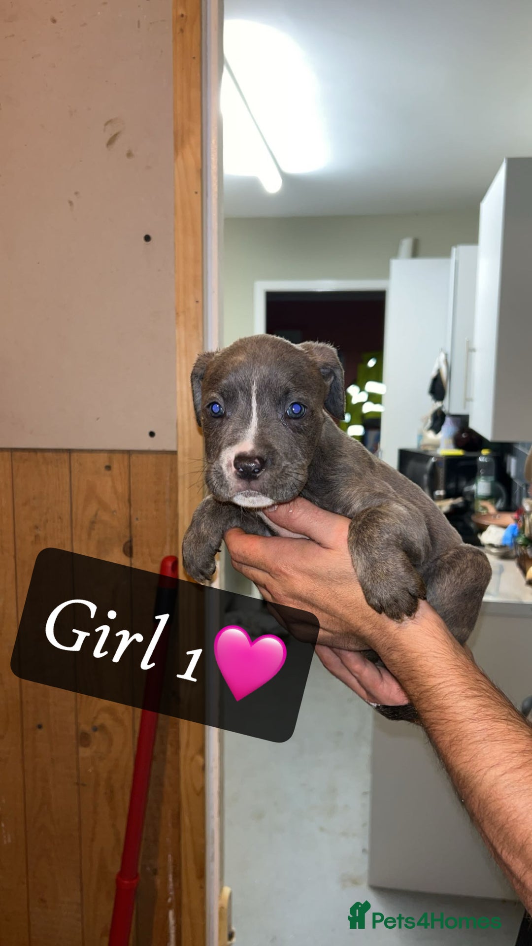 Mixed Breed dogs for sale: Cane Corso x Pocket Bully - Image 19