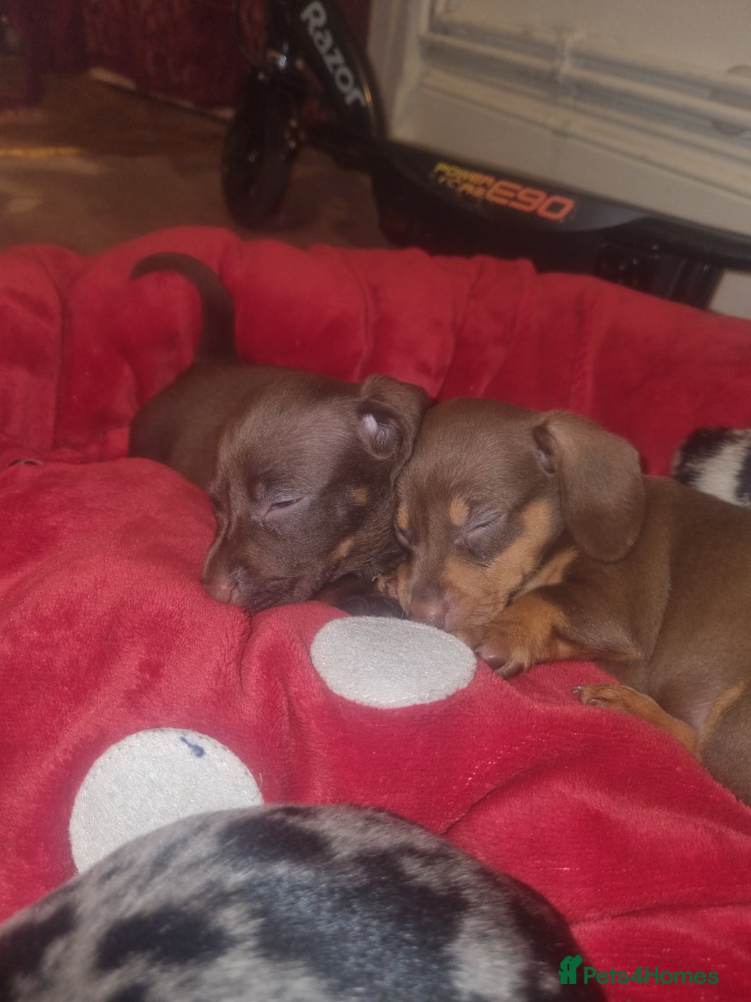 Miniature Dachshund dogs for sale: Miniature Dachshund  - Advert 23