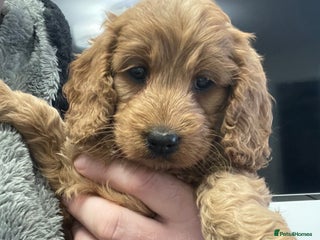 Cockapoo dogs for sale - Advert 1