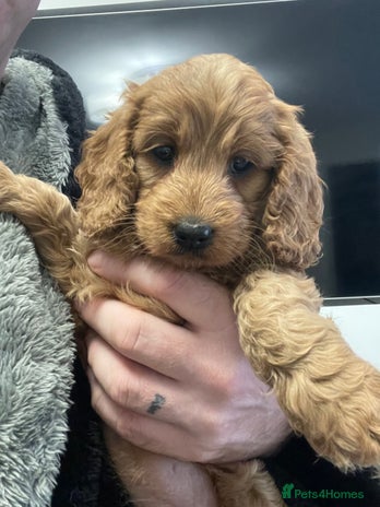 Cockapoo dogs - Advert 1